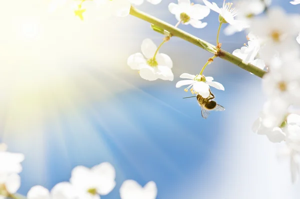 Пчела в вишневом цветке крупным планом — стоковое фото