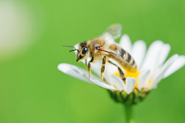 Bee in cherry flower closeup