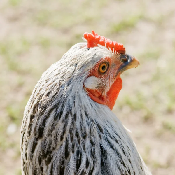 Pollo —  Fotos de Stock