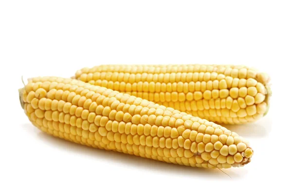 stock image Corn