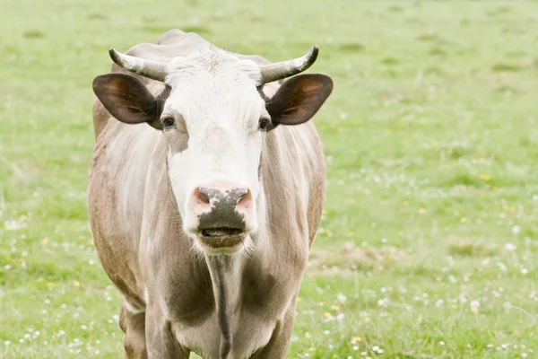 Бежевая корова на зеленом поле — стоковое фото