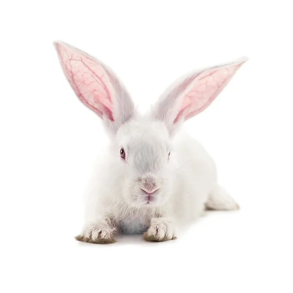 stock image Rabbit