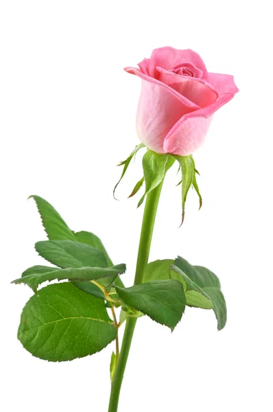 Róża — Zdjęcie stockowe