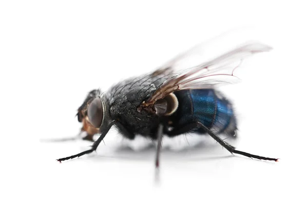 Μύγα απομονωμένη σε λευκό φόντο — Φωτογραφία Αρχείου