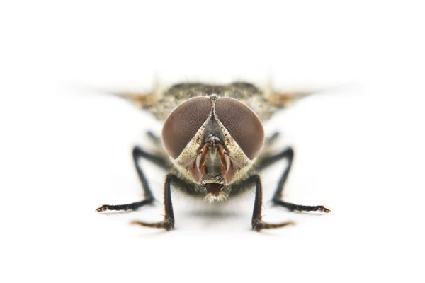 Fly изолированы на белом фоне — стоковое фото