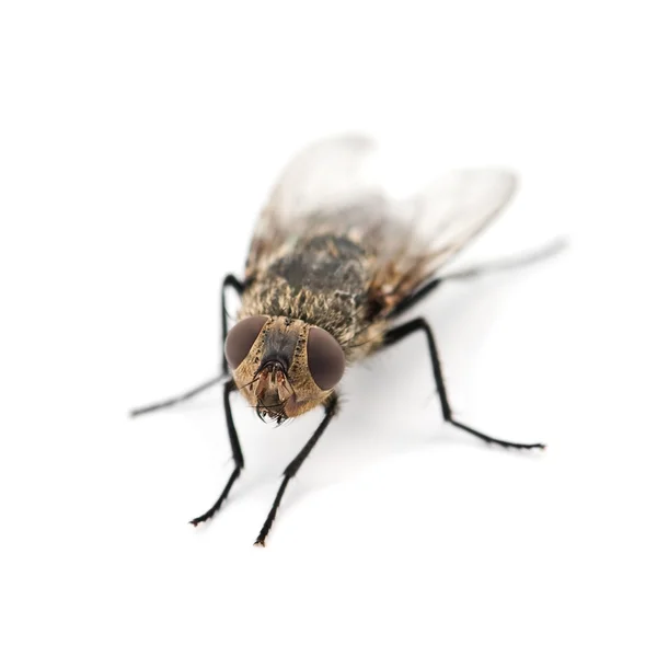 Fly isolated on white background — Stock Photo, Image
