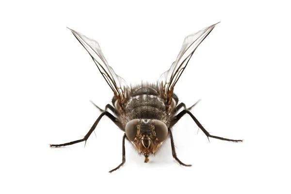Fly isolated on white background — Stock Photo, Image