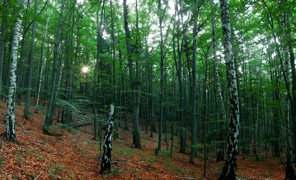 Foresta — Foto Stock