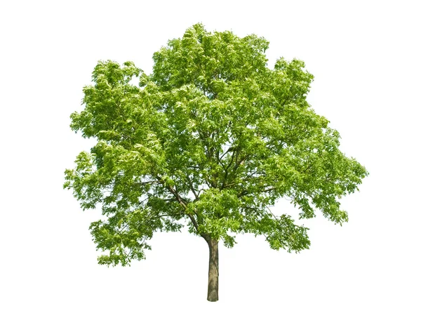 Зелене дерево ізольовано на білому — стокове фото