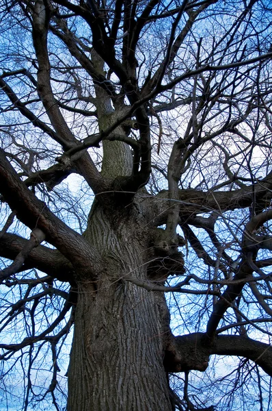 stock image Tree