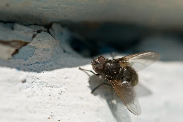 Big fly on white wall — Stock Photo, Image