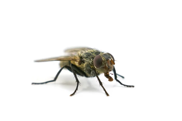 Μύγα απομονωμένη σε λευκό φόντο — Φωτογραφία Αρχείου