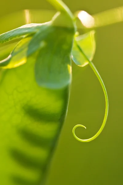 小枝に緑色のエンドウ豆の鞘 — ストック写真