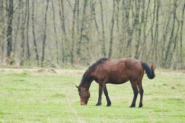 stock image Horse