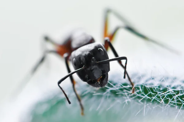 Портрет большого чёрного муравья — стоковое фото