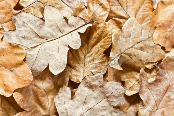 Стареющий дубовый лист вблизи — стоковое фото