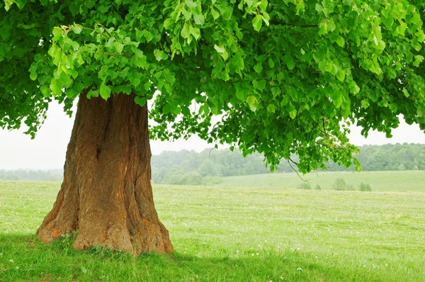 Großer grüner Baum aus nächster Nähe — Stockfoto