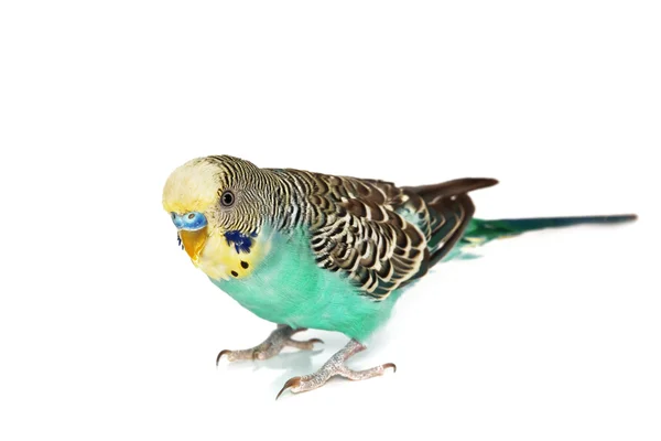 Papagaio — Fotografia de Stock