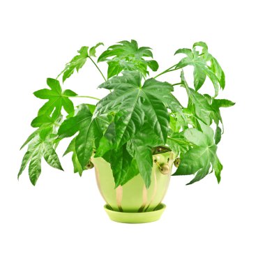 Fatsia clipart