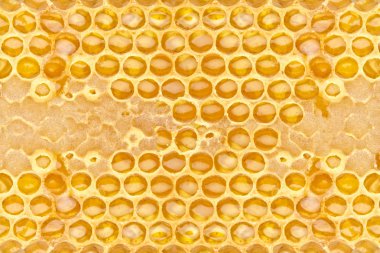 Honeycomb clipart