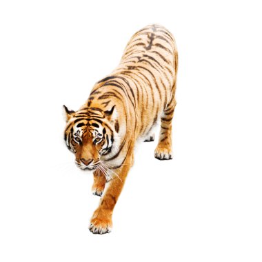 Tiger clipart