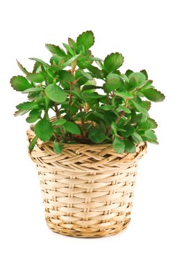 Kalanchoe clipart