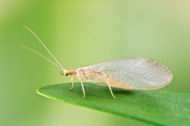 chrysoperla carnea yeşil yaprak üzerinde