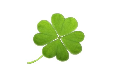 Clover clipart