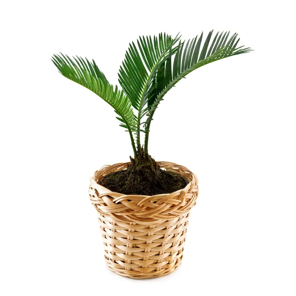 Plant — Stockfoto