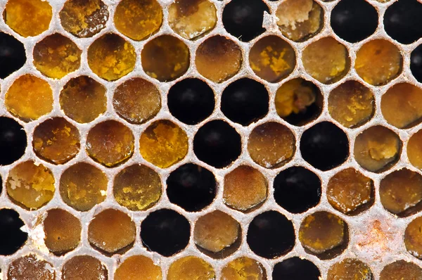 Honeycom — Fotografia de Stock