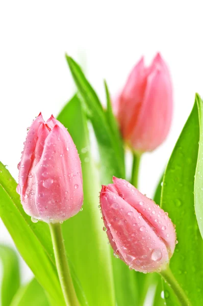 stock image Tulips