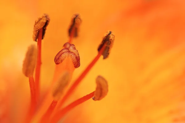 Kwiat — Zdjęcie stockowe