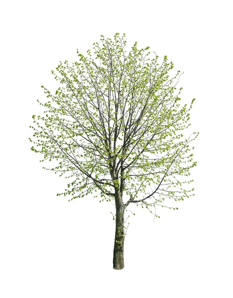Дерево — стокове фото