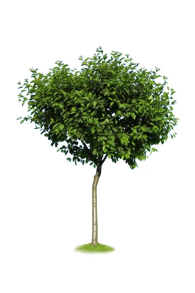 Drzewo — Zdjęcie stockowe