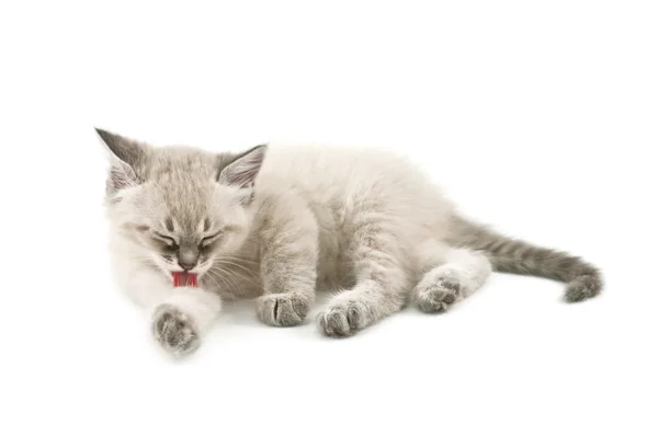 화이트에 고립 된 고양이 세척 — 스톡 사진