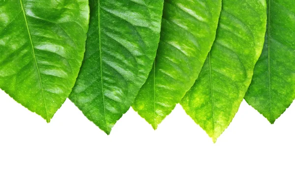 Leaf ram — Stockfoto
