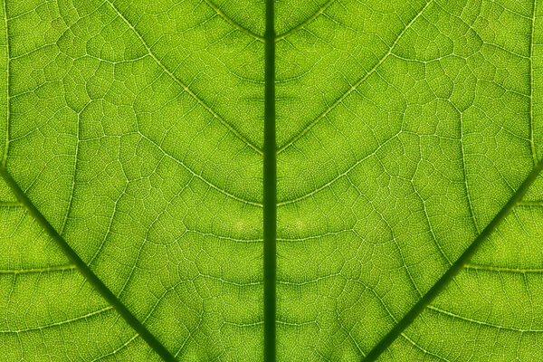 Green leaf texture close up