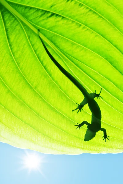 Sylwetka jaszczurka na zielony liść — Zdjęcie stockowe