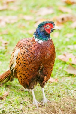 Pheasant clipart