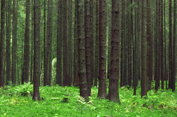 Bosque —  Fotos de Stock