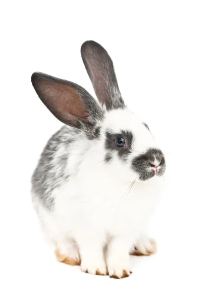 stock image Rabbit