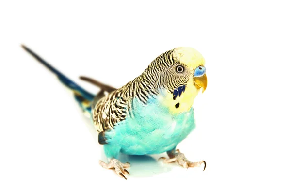 นกแก้ว — ภาพถ่ายสต็อก