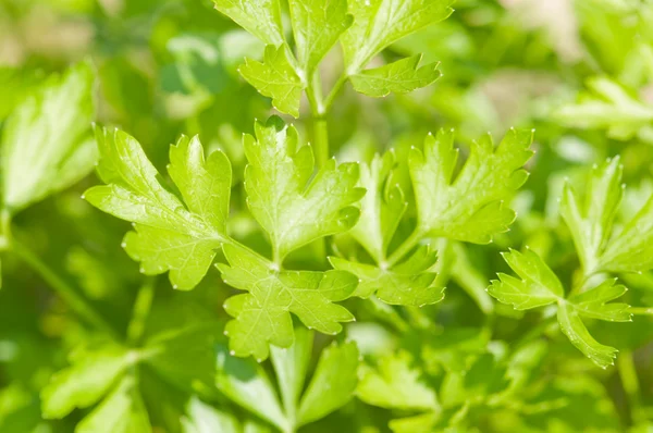 Parsley — Stock Photo, Image