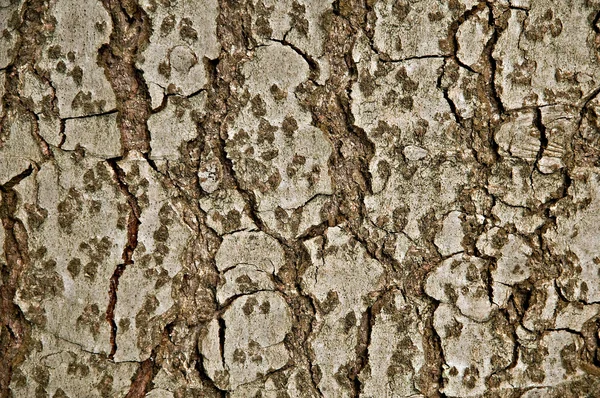 Fir tree bark — Stock Photo, Image