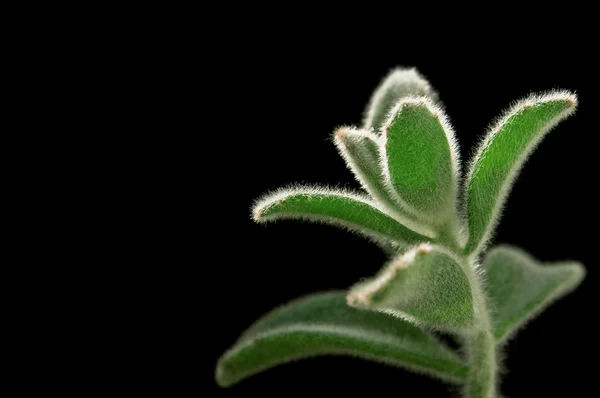 Plant — Stockfoto