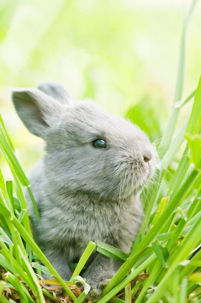 Кролик — стокове фото