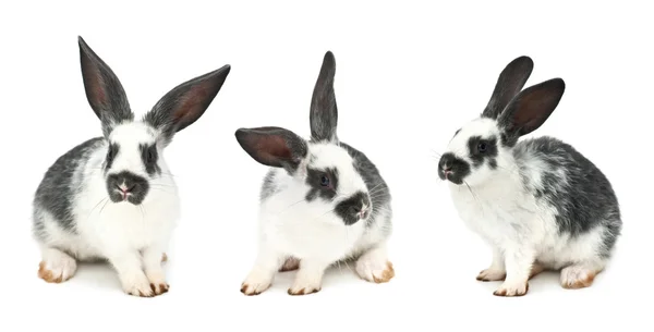 stock image Rabbits