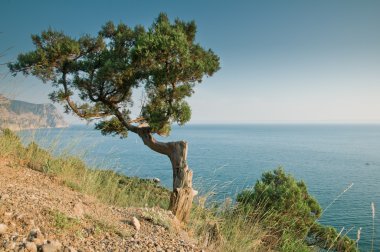 Deniz, ağaç ve dağ manzarası