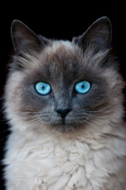 Siamese cat portrait clipart