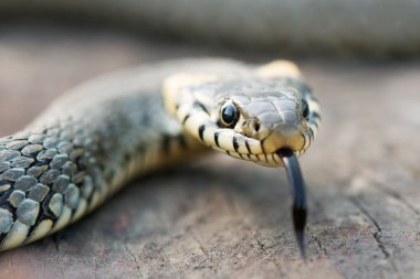 Snake clipart